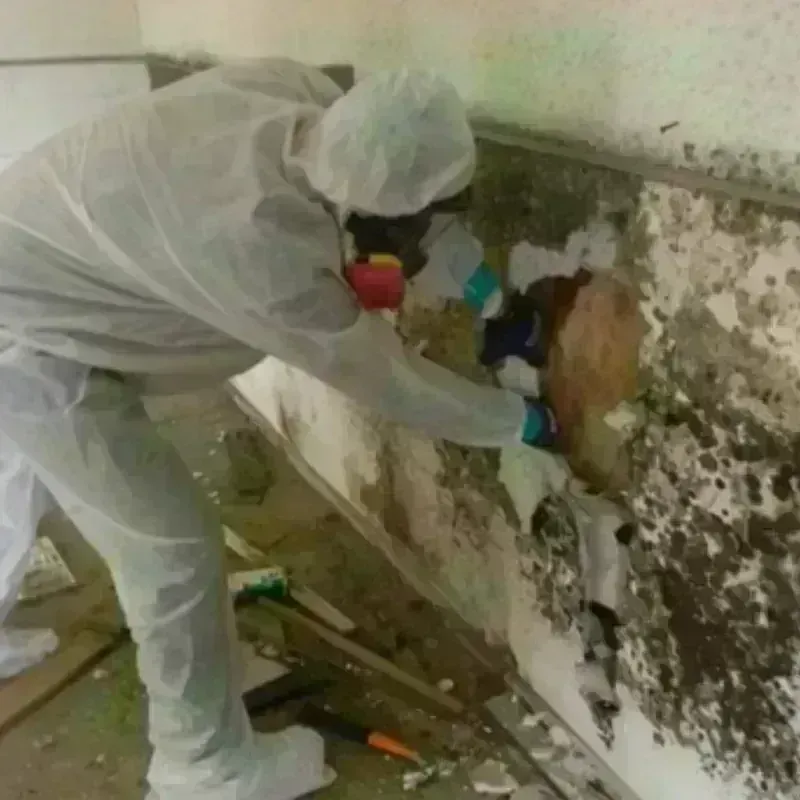 Mold Remediation and Removal in Cactus, TX